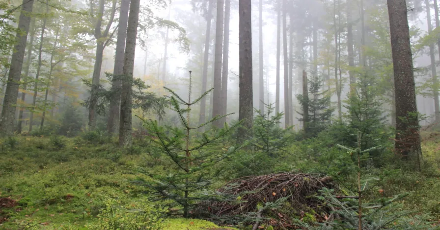 Tematické číslo časopisu Journal of Forest Science